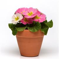 Sweet 16 Primula Acaulis