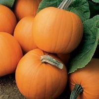 Orange Smoothie Pumpkin