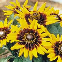 Sonora Rudbeckia
