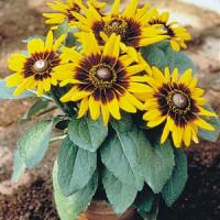 Sonora Rudbeckia