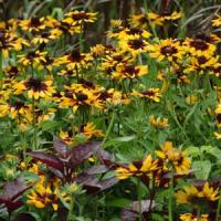 Sonora Rudbeckia