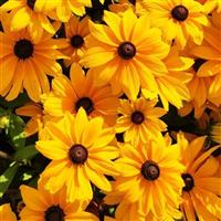 Sunspot Gold Rudbeckia