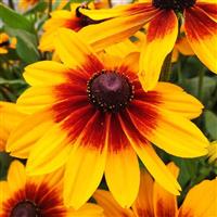 Sunspot Yellow Bicolor Rudbeckia