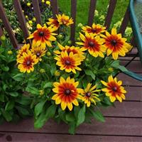 Sunspot Yellow Bicolor Rudbeckia