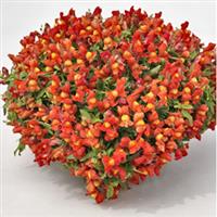 Candy Showers Orange Snapdragon