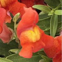 Candy Showers Orange Snapdragon