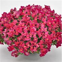 Candy Showers Rose Snapdragon