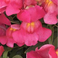 Candy Showers Rose Snapdragon