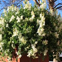 Candy Showers White Snapdragon