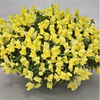 Candy Showers Yellow Snapdragon