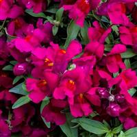 Candy Showers Deep Purple Snapdragon