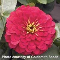 Magellan Cherry Zinnia
