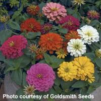 Magellan Mix Zinnia