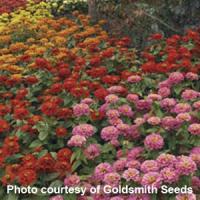 Magellan Mix Zinnia