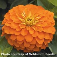 Magellan Orange Zinnia