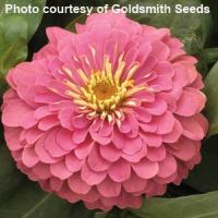 Magellan Pink Zinnia
