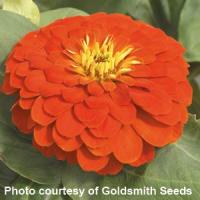 Magellan Scarlet Zinnia