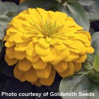 Magellan Yellow Zinnia