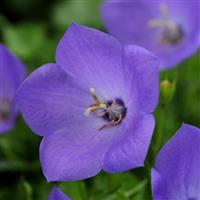 Campanula Rapido Blue