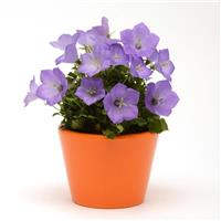 Campanula Rapido Blue