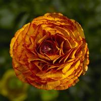 Maché Chocolate Ranunculus