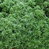Aristotle Basil