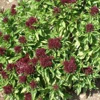 Cardinal Basil