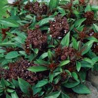 Siam Queen Basil