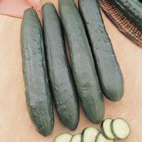 Burpless Supreme Cucumber