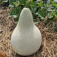 Birdhouse Martinhouse Gourd