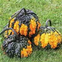 Hoargarth Gourd