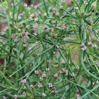  Herb Cumin