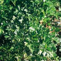 Giant of Italy Herb Parsley