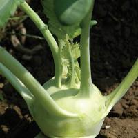 Winner Kohlrabi