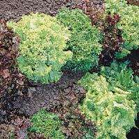 Bistro Salad Blend Lettuce