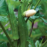 Clemson Spineless Okra