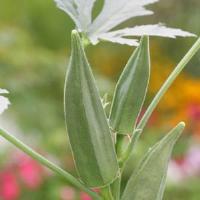 Green Fingers Okra