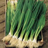 Parade Bunching Onion
