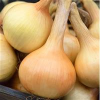 Walla Walla Sweet Onion