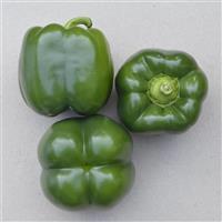 Autry Pepper