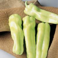 Biscayne Pepper