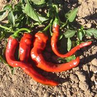Hot Portugal Pepper
