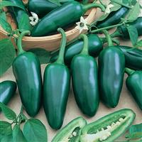 Jalapeño M Pepper