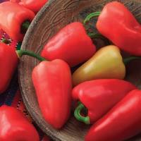 Mariachi Pepper