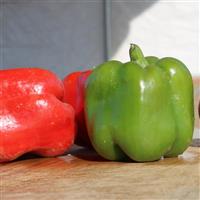 Playmaker Pepper