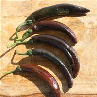 Sombrerete Pepper
