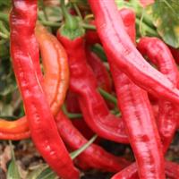 Wildcat Pepper