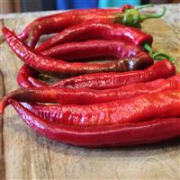 Wildcat Pepper