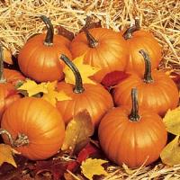 Baby Bear Pumpkin