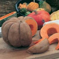 Fairytale Pumpkin